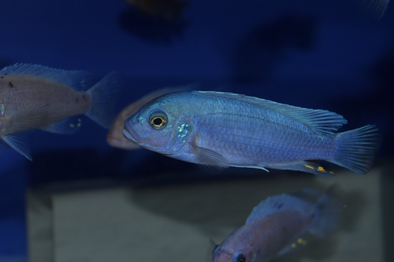 Maylandia callainos 'Nakantenga Reef'